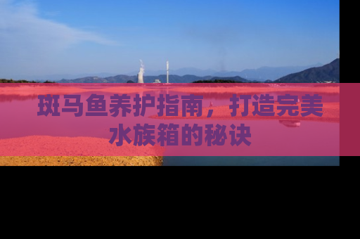 斑马鱼养护指南，打造完美水族箱的秘诀