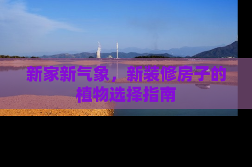 新家新气象，新装修房子的植物选择指南